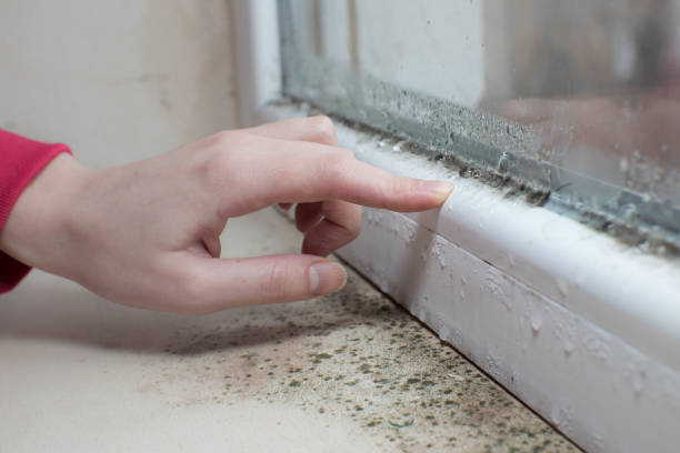 Best Mold Prevention Services  in Briar, TX